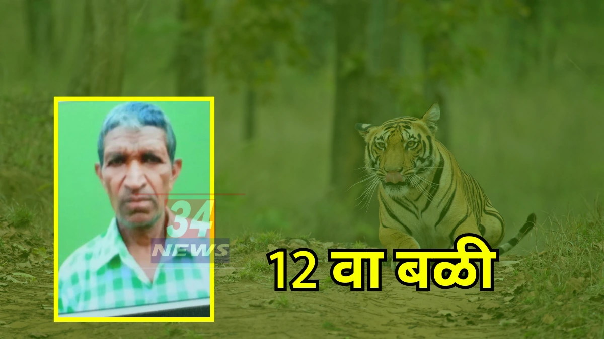 Tiger Attack Maharashtra News Image
