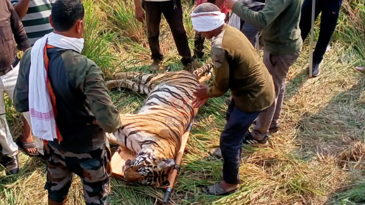 Tigress Dies After Attack