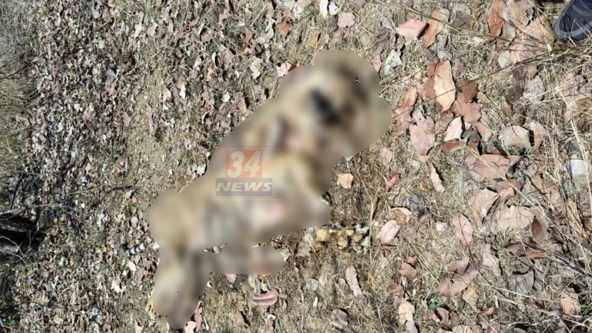 चंद्रपूरचे नवे पोलीस अधीक्षक आयपीएस आयुष नोपानी, वाळू माफिया विरोधात कारवाईसाठी प्रसिद्ध 2026 वाळू माफिया सिंडिकेट उध्वस्त करणारे IPS आयुष नोपानी आता Chandrapur SP