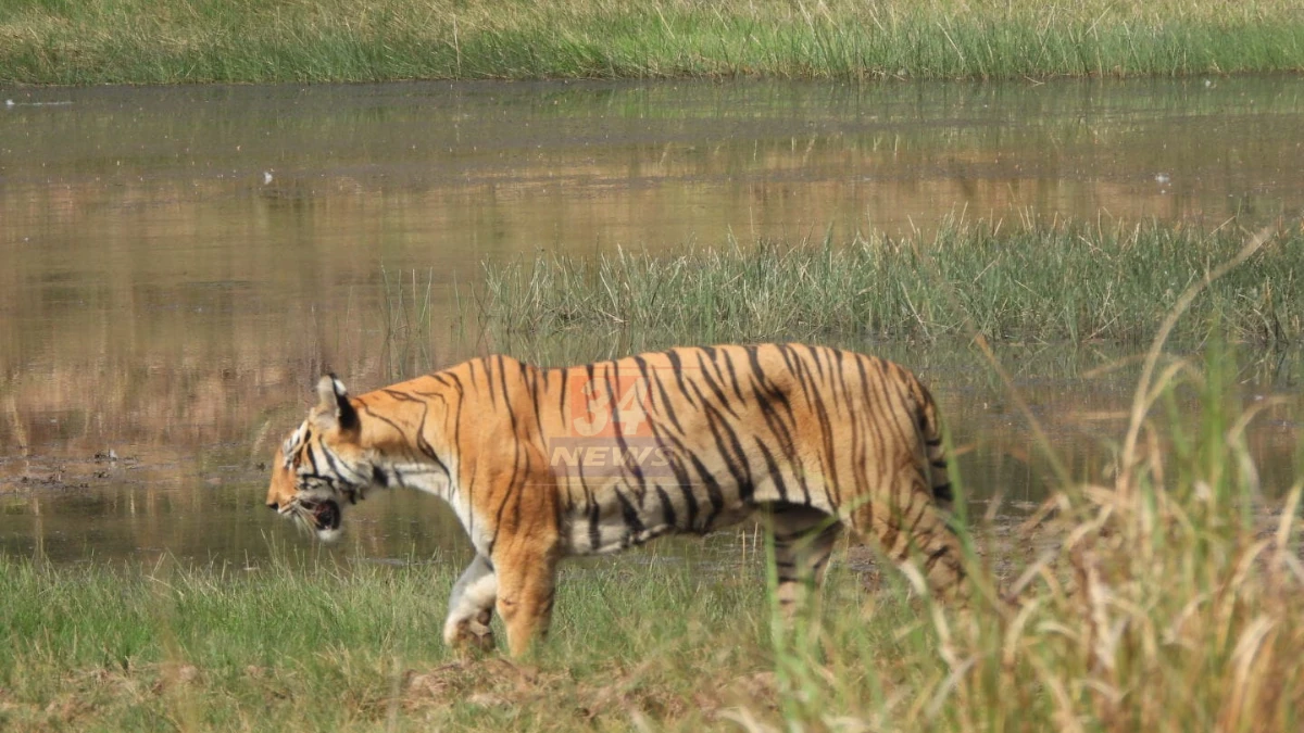 ताडोबात किती वाघ? Tadoba wildlife census चे आकडे जाहीर Image
