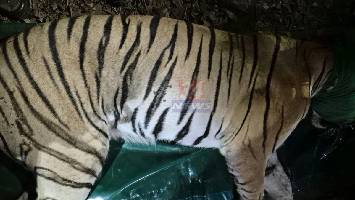 वाघीण पकडली पण धोका संपला नाही – ४ बछड्यांचा शोध सुरू Image