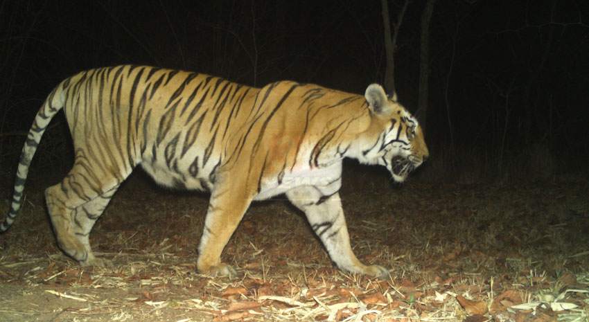 Maya tigress death