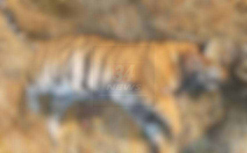 7 tiger death in chandrapur