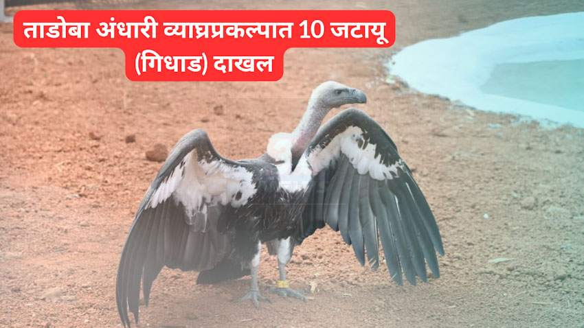 10 vultures entered in Tadoba Andhari tiger project