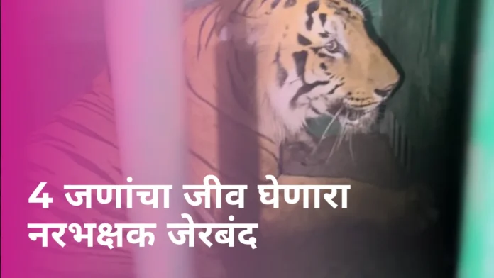 Chandrapur tiger in cage