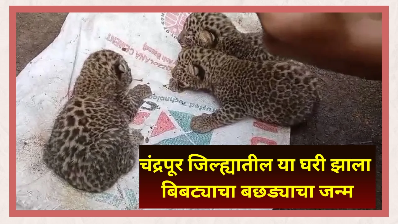 Leopard cubs