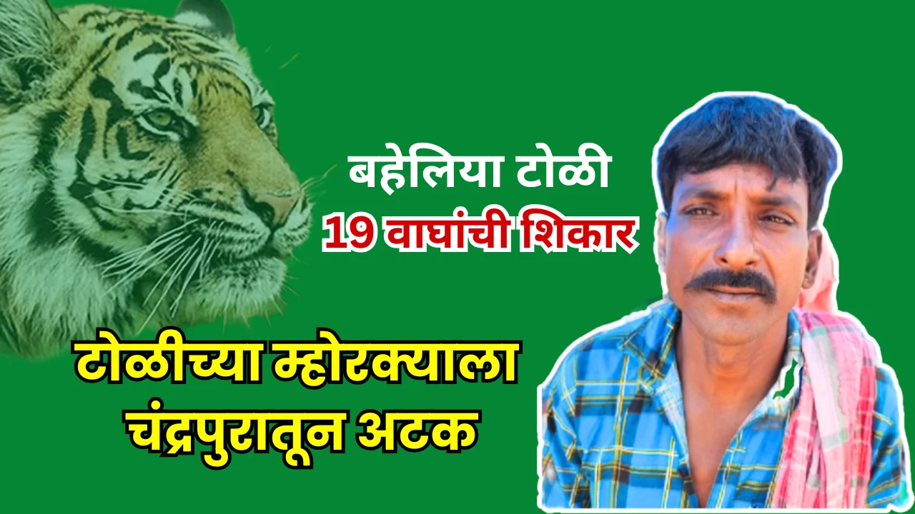 Bahelia gang on tiger hunting