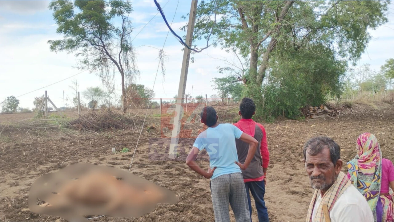 livestock killed by power lines