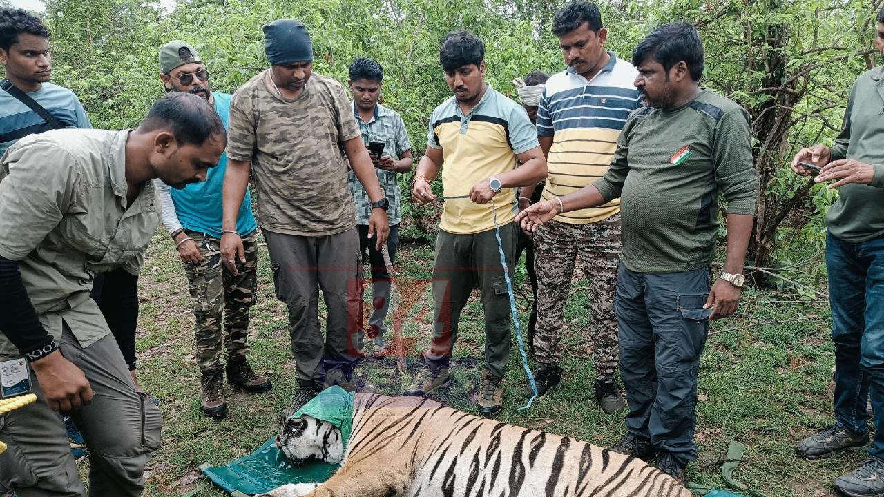 man eater tiger captured