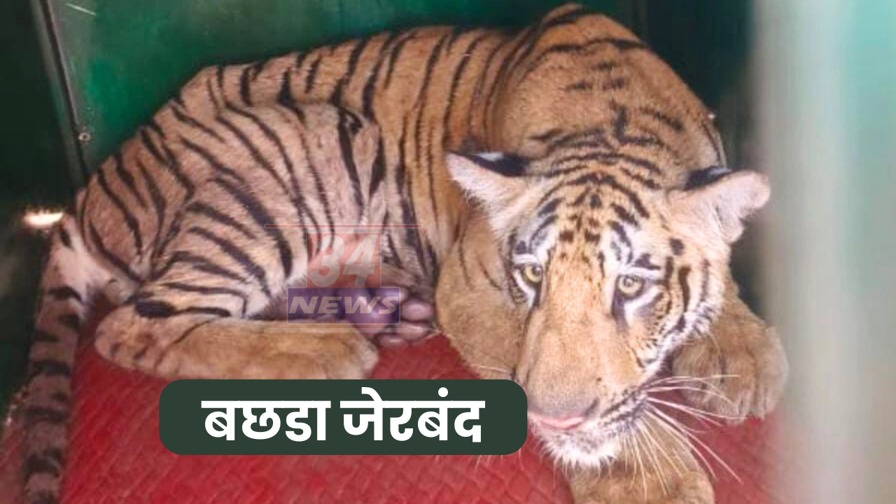 tiger cub captured by forest officials