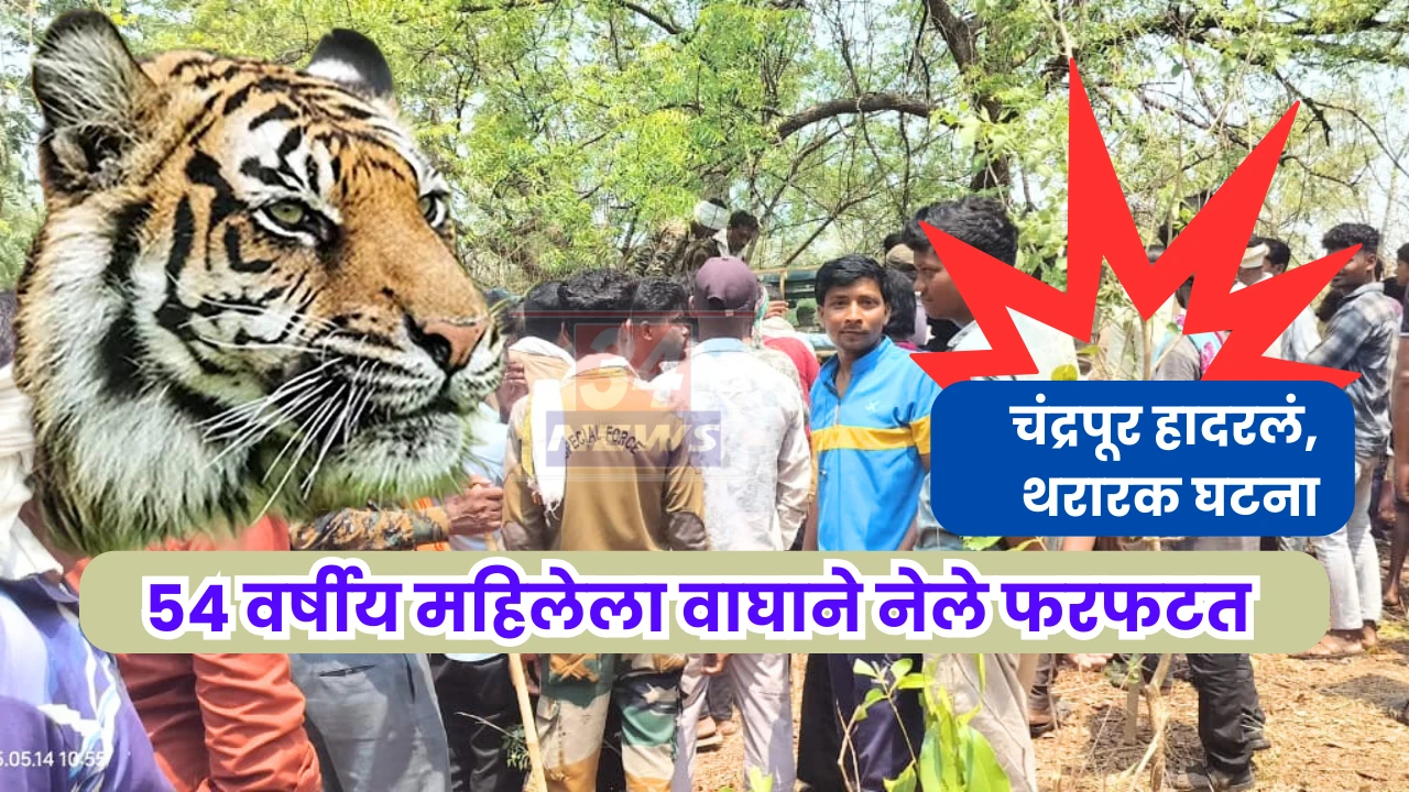 woman killed by tiger in maharashtra