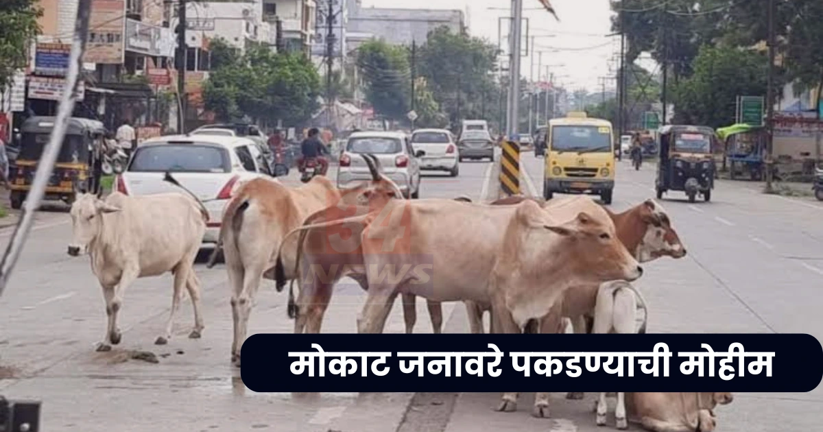 how to report stray cattle in chandrapur city