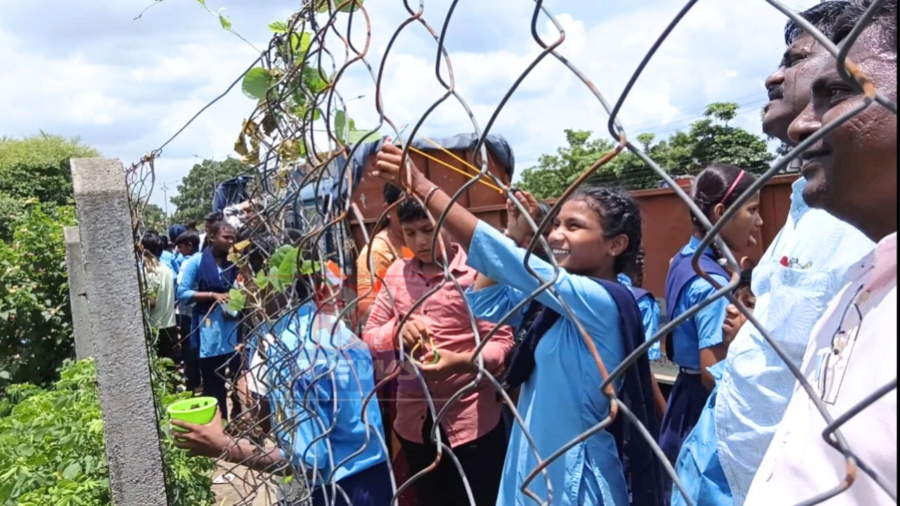 seed plantation activity