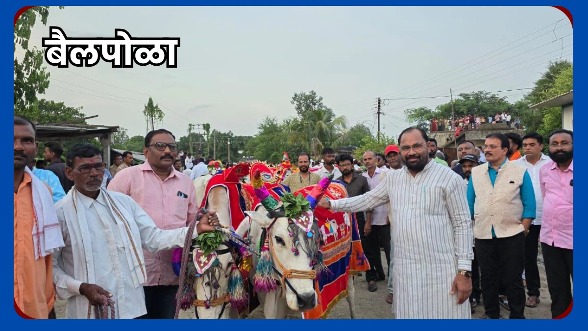 Bail pola festival chandrapur
