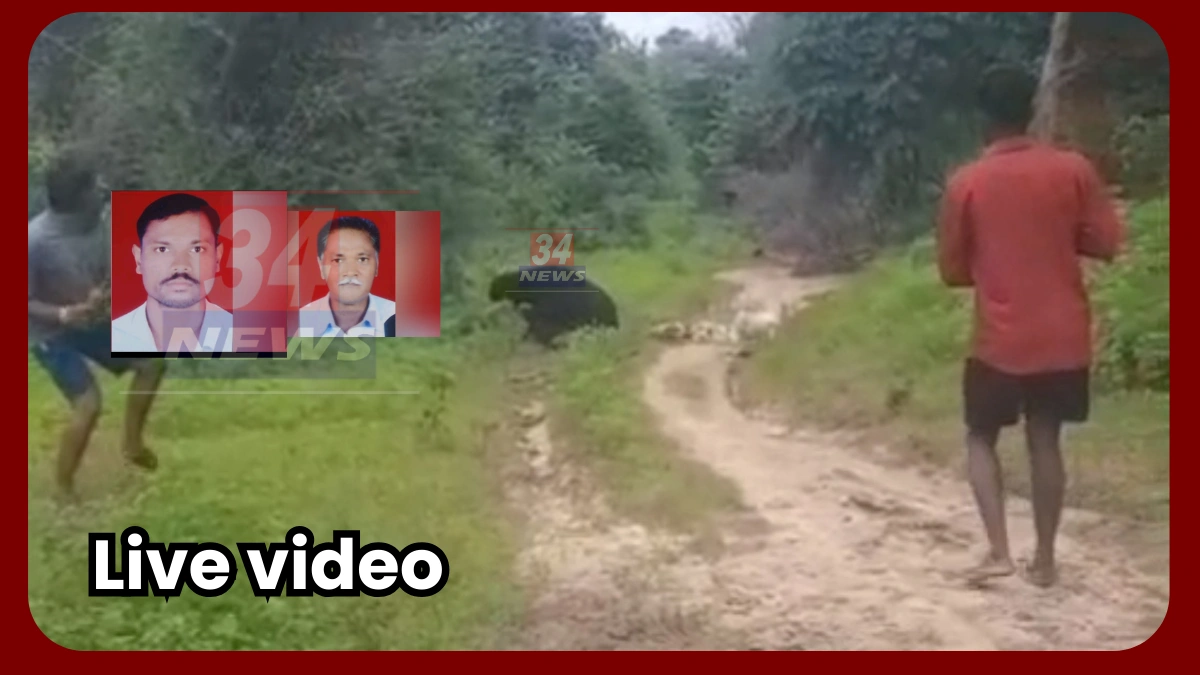 bear attack chandrapur forest video footage
