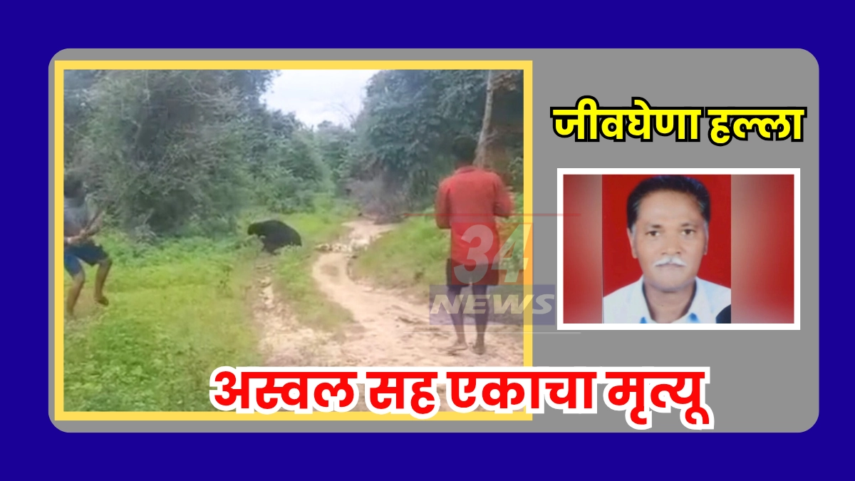 human-bear conflict in chandrapur