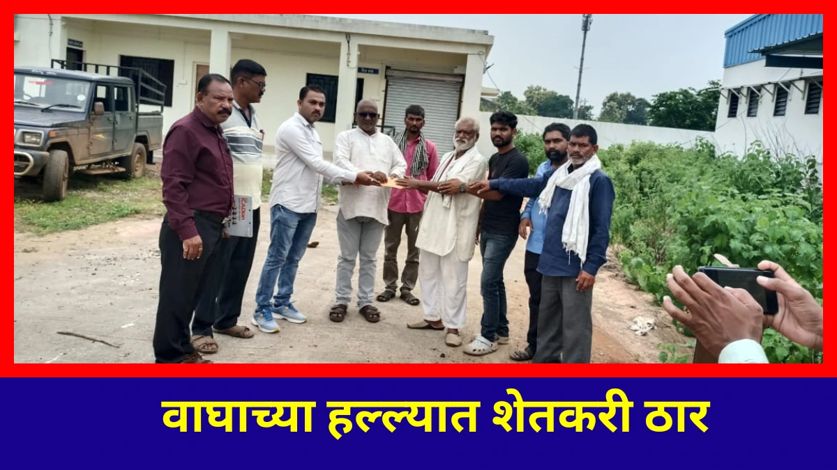 tiger attack in brahmpuri taluka