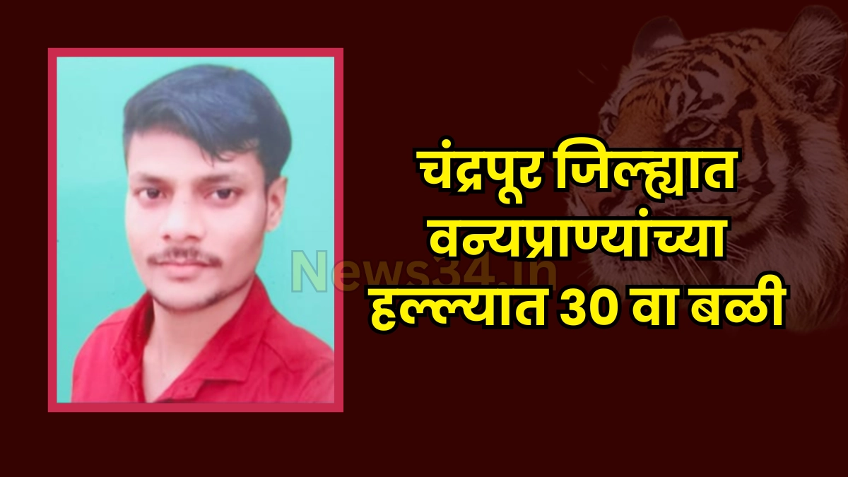 chandrapur wildlife conflict