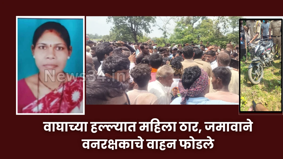 tiger attack chandrapur 2025