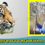 Chimur forest human conflict latest