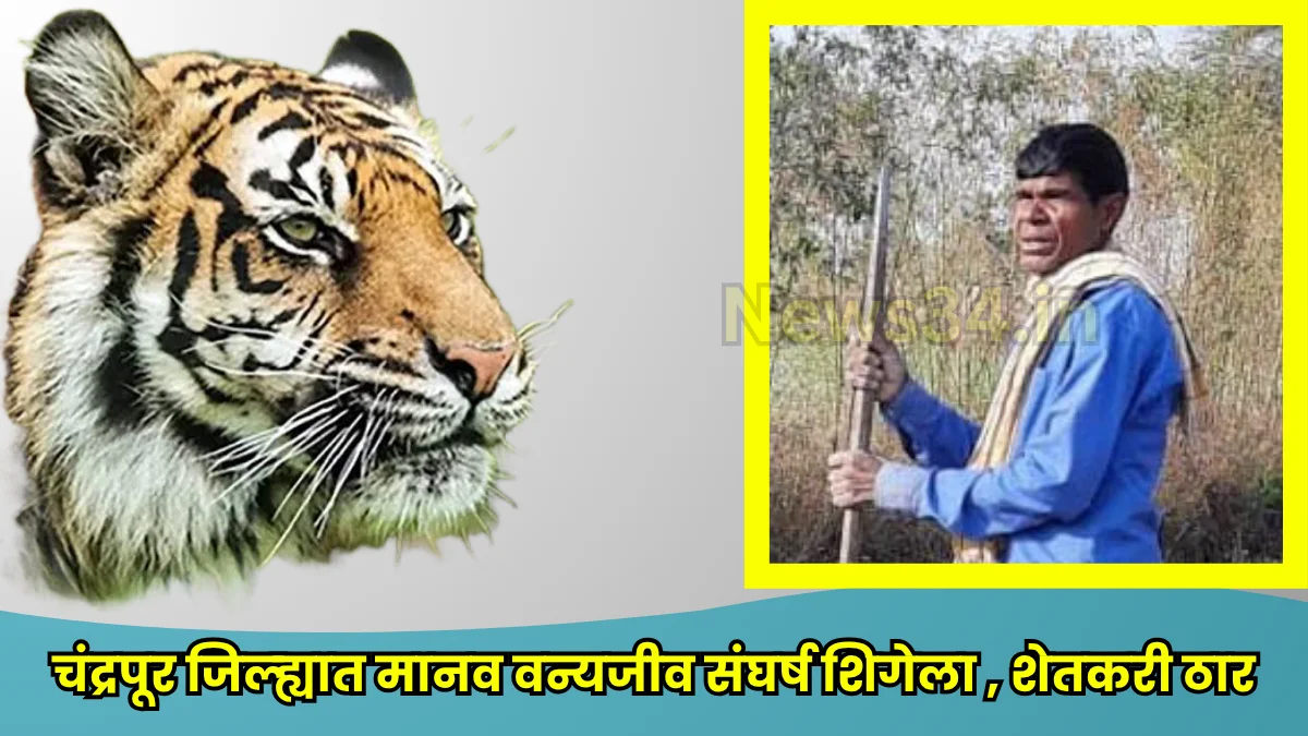 Chimur forest human conflict latest