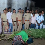 Growing marijuana in the backyard