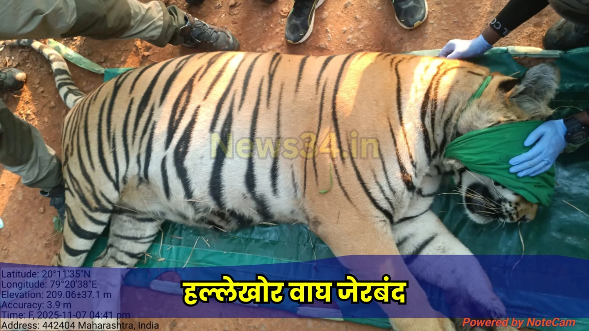 T-91 Sam-1 tiger capture chandrapur