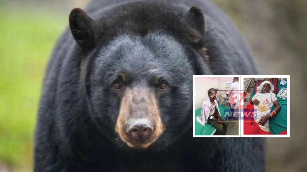 bear attack on farmers