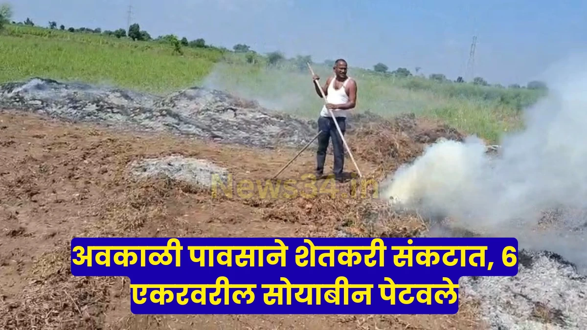 farmers burning soyabean after rain