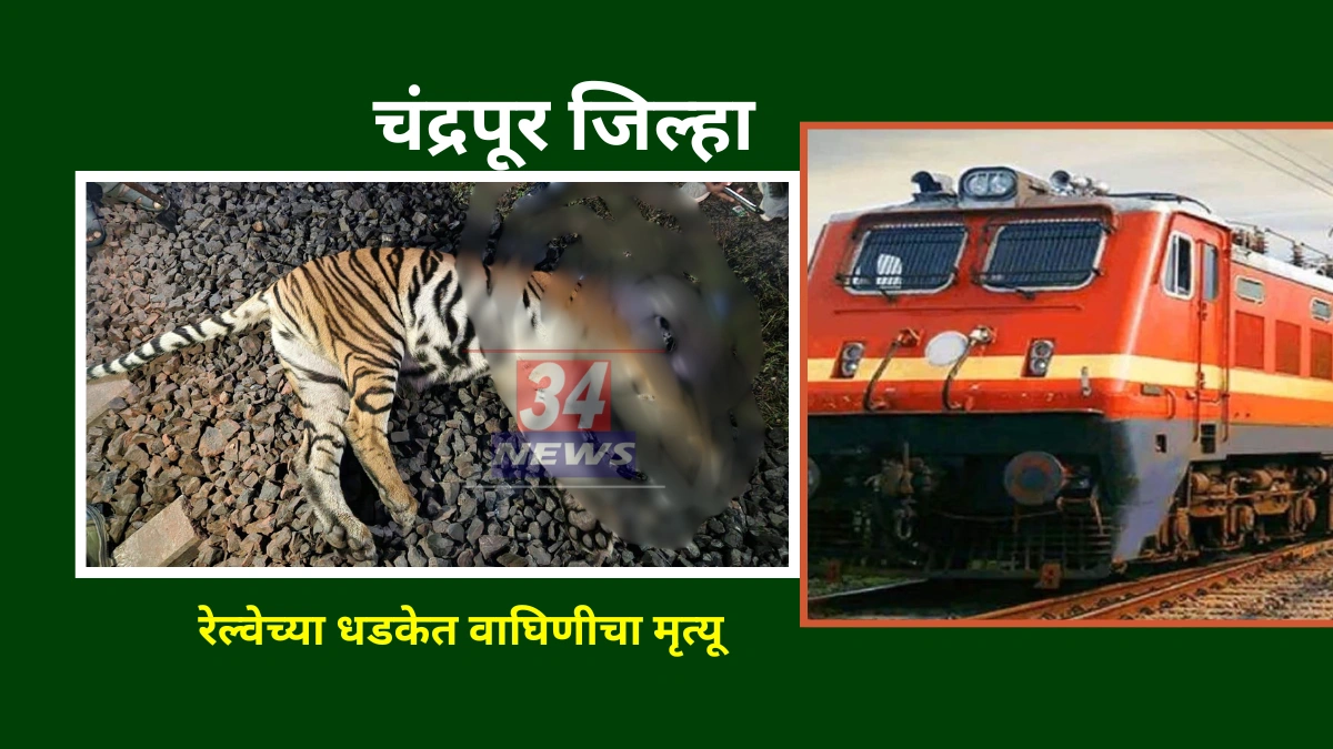 tiger killed by train in rajura