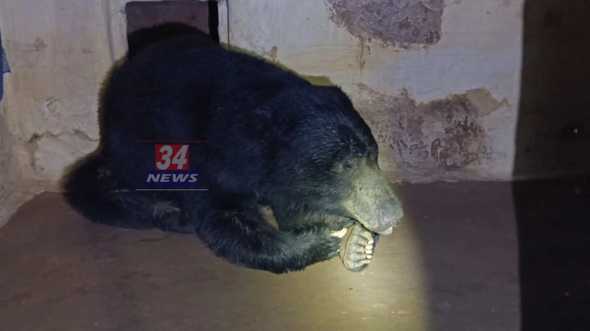 wild bear rescue from home in sindewahi