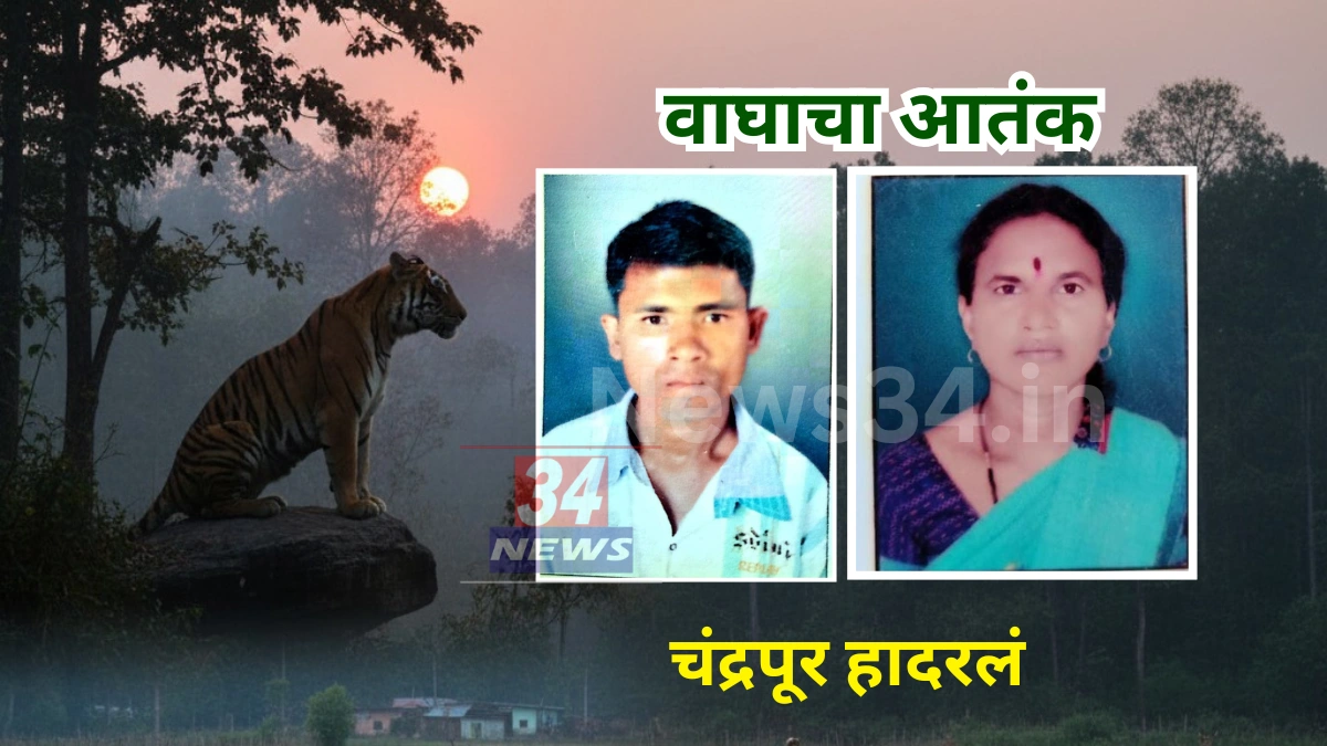 Chandrapur tiger attack