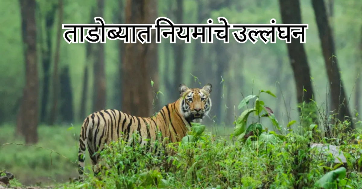 Tadoba rule violation