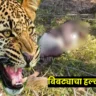 chandrapur leopard attack