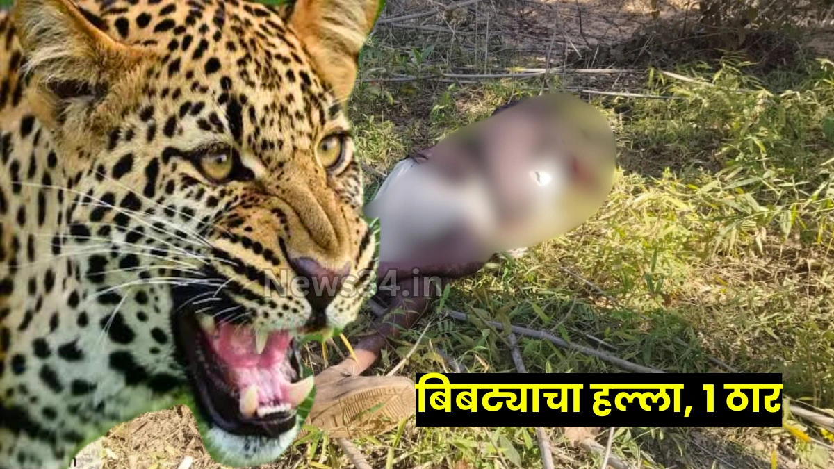 chandrapur leopard attack