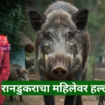 chandrapur wild boar attack