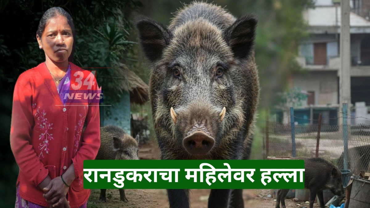 chandrapur wild boar attack