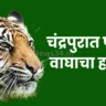 tiger attack on farmer