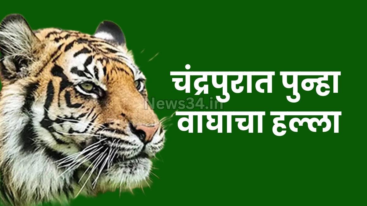 tiger attack on farmer