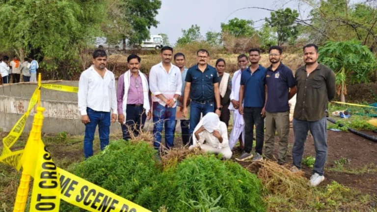 Cannabis Farming Chandrapur कारवाईदरम्यान चंद्रपूर जिल्ह्यातील शेतातून पोलिसांनी जप्त केलेली गांजाची झाडे दाखवणारे दृश्य.