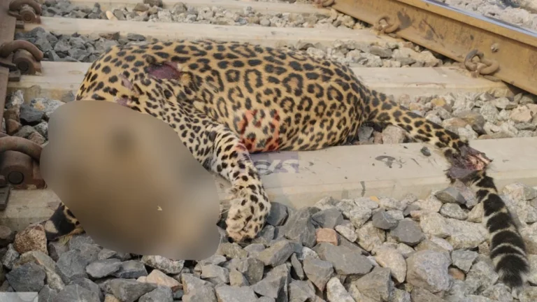 Leopard Train Accident | चंद्रपूरात रेल्वेच्या धडकेत मादी बिबट्याचा जागीच मृत्यू