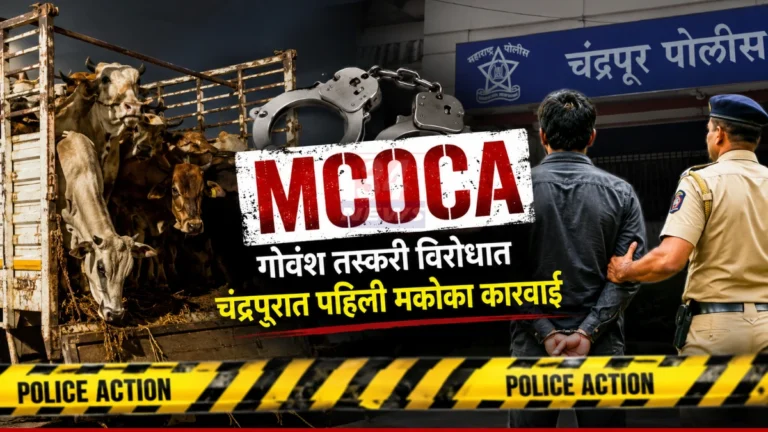 Cattle Smuggling MCOCA कारवाई अंतर्गत चंद्रपूर पोलिसांनी गोवंश तस्करी प्रकरणातील आरोपींवर मकोका अंतर्गत कारवाई केली.