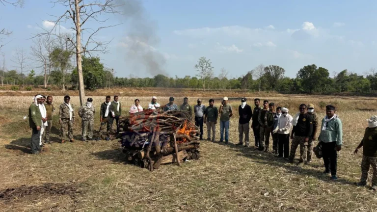 Chandrapur Tiger Death प्रकरणातील सिंदेवाही आणि ताडोबा परिसरातील वनविभागाची कारवाई
