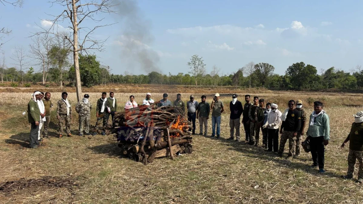 Chandrapur Tiger Death प्रकरणातील सिंदेवाही आणि ताडोबा परिसरातील वनविभागाची कारवाई