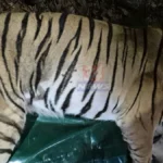 Tigress Captured कारवाईत चंद्रपूरच्या सिंदेवाही परिसरात वनविभागाने नरभक्षक वाघीण जेरबंद करताना दिसत आहे.