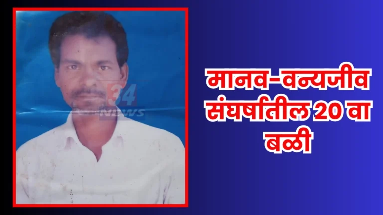 Chimur Tiger Attack प्रकरणातील मोटेगाव जंगल परिसरातील घटनास्थळ