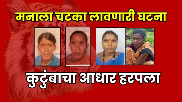 Sindewahi Tiger Attack । गुंजेवाही जंगलात भीषण घटना, चार कुटुंबांचा आधार हिरावला