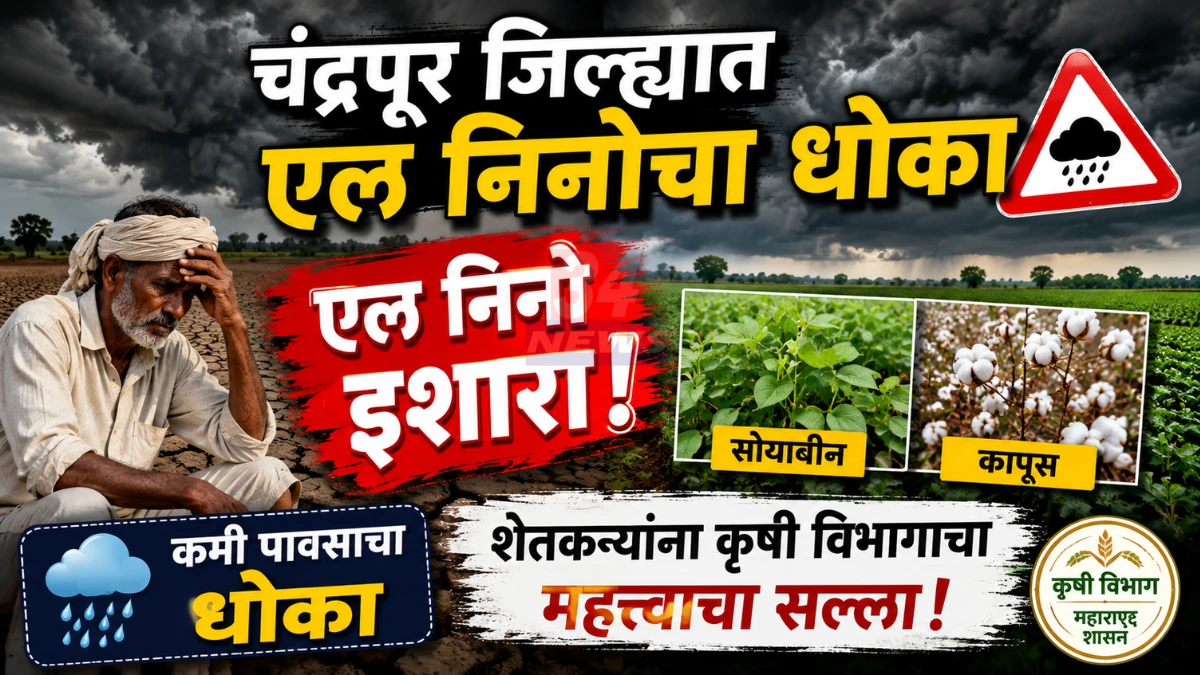 Chandrapur Rain Advisory अंतर्गत शेतकऱ्यांना कृषी विभागाचा सल्ला