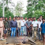 Chandrapur Tiger News : मूल तालुक्यात मृतावस्थेत आढळलेला नर वाघ आणि वनविभागाची तपासणी