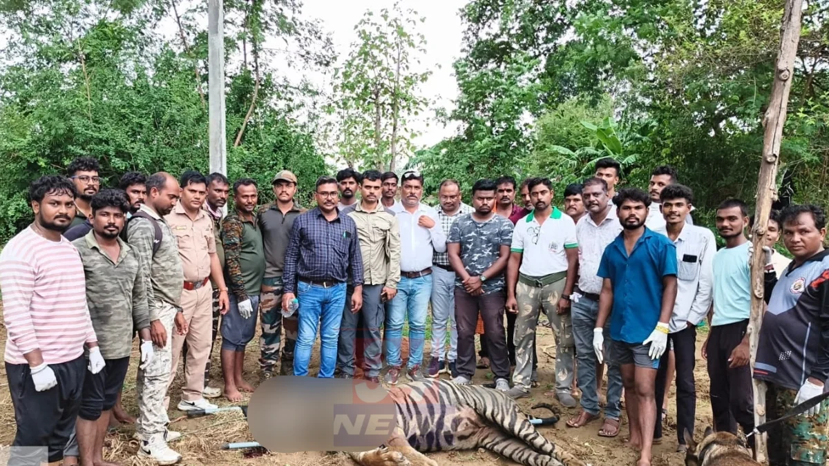 Chandrapur Tiger News : मूल तालुक्यात मृतावस्थेत आढळलेला नर वाघ आणि वनविभागाची तपासणी